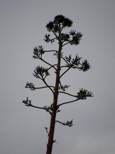 Traces by Gilles Dalbis