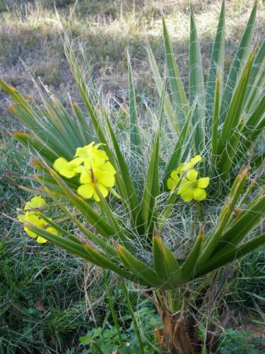 Traces by Gilles Dalbis