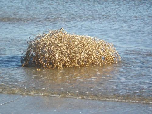 Traces by Gilles Dalbis