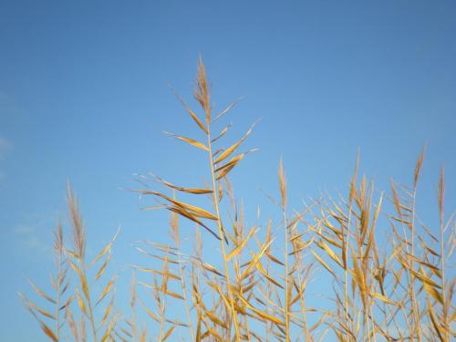 Traces by Gilles Dalbis