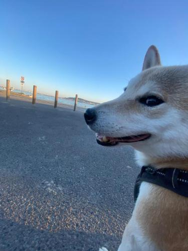 Sampaï Traces By Gilles Dalbis